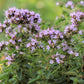2000 SWEET MARJORAM Origanum Majorana Herb Flower Seeds