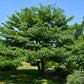 25 SIBERIAN MAPLE TREE Acer Ginnala Seeds - Red Fall Foliage