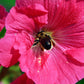 25 BRIGHT PINK HOLLYHOCK Alcea Rosea Flower Seeds Perennial