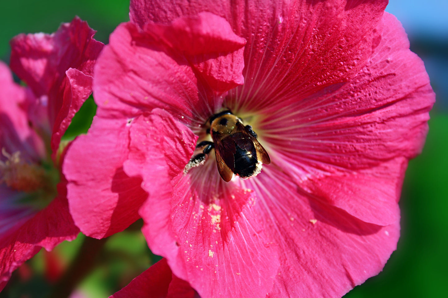 25 BRIGHT PINK HOLLYHOCK Alcea Rosea Flower Seeds Perennial