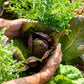 3000 RED ROMAINE LETTUCE Lactuca Sativa Vegetable Seeds
