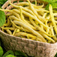 50 Yellow CHEROKEE WAX BEAN Bush AAS Winner Phaseolus Vulgaris Seeds