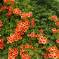 25 Orange HUMMINGBIRD TRUMPET CREEPER Campsis Radicans Vine Flower Seeds