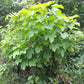 5 PHYSIC NUT Barbados Purging JATROPHA Curcas Shrub Tree Bio-Diesel Seeds