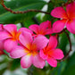 10 MIXED COLORS PLUMERIA Seeds - Lei Flower Frangipani Mix Fragrant Shrub Small Tree Pink Red Yellow White Peach Two Tone
