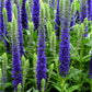200 BLUE BOUQUET VERONICA Spicata Spike Speedwell Herb Flower Seeds