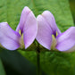 50 PURPLE PINKEYE COWPEA Southern Cow Pea Crowder Vigna Unguiculata Vegetable Legume Seeds