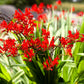 10 RED LUCIFER CROCOSMIA Crocosmia Masoniorum Flower Seeds