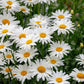 2000 OX EYE DAISY Marguerite Chrysanthemum Leucanthemum White Flower Seeds
