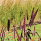 25 RED JEWEL MILLET Setaria Italica Ornamental Grass Flower Seeds