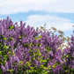 25 FRENCH / Old FASHIONED LILAC Syringa Vulgaris Flower Shrub Bush Seeds