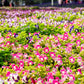 10 KAUAI MIX TORENIA Fournieri Sun or Shade Wishbone Flower Seeds - Mixed Colors 2 Tone Blue Red Pink