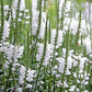 50 WHITE Showy OBEDIENT PLANT False Dragon Head Physostegia Virginiana Flower Seeds