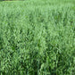 200 ORGANIC OAT Oats Avena Sativa Grain Vegetable Seeds