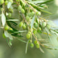 15 EUROPEAN OLIVE TREE Olea Europaea Edible Common Green Black Fruit Seeds