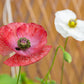 100 MOTHER Of PEARL POPPY Mix Papaver Rhoeas Shirley Flower Seeds Mixed Colors