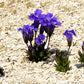 200 FRINGED GENTIAN Gentiana Crinita Gentianopsis Native Herb Blue Purple Flower Seeds