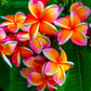 10 MIXED COLORS PLUMERIA Seeds - Lei Flower Frangipani Mix Fragrant Shrub Small Tree Pink Red Yellow White Peach Two Tone