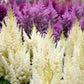 50 MIXED Colors ASTILBE BUNTER Astilbe Simplicifolia Shade Red White Purple Pink Flower Seeds