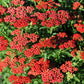600 RED YARROW Achillea Millefolium Rubra Flower Seeds
