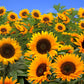 25 EBONY & GOLD SUNFLOWER Helianthus Annuus Flower Seeds
