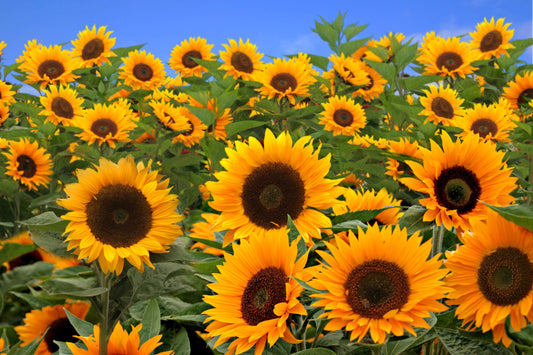 25 EBONY & GOLD SUNFLOWER Helianthus Annuus Flower Seeds