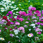 500 MIXED Colors SWEET WILLIAM Dianthus Barbatus Color Mix Red White Pink Bicolor Flower Seeds
