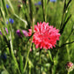 750 Red BACHELOR'S BUTTON / CORNFLOWER Centaurea Cyanus Flower Seeds