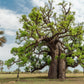 5 African BAOBAB TREE Adansonia Digitata Monkey Bread Judas Fruit Seeds