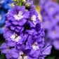 500 Purple ROCKET LARKSPUR DELPHINIUM Ajacis Consolida Flower Seeds
