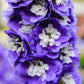 500 Purple ROCKET LARKSPUR DELPHINIUM Ajacis Consolida Flower Seeds