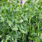 50 GREEN ARROW PEA Heirloom Shelling English Pisum Sativum Vegetable Seeds