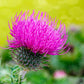 100 ORGANIC Blessed MILK THISTLE Silybum Marianum Hummingbird Purple Flower Seeds