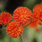 50 Red LADY'S PAINTBRUSH Tassel Flower Emilia Javanica Coccinea 'Scarlet Magic' Seeds