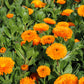 500 PACIFIC Beauty ORANGE MARIGOLD Calendula Officinalis Flower Seeds