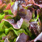 3000 BRONZE MIGNONETTE LETTUCE Butterhead Lactuca Sativa Vegetable Seeds