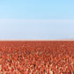 20 Syrup ROX ORANGE SORGHUM Waconia Sugar Cane Bicolor Vegetable Grain Seeds