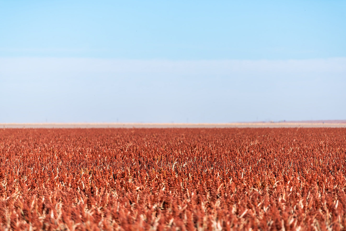 20 Syrup ROX ORANGE SORGHUM Waconia Sugar Cane Bicolor Vegetable Grain Seeds