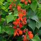 25 SCARLET RUNNER Pole BEAN Ornamental Red Flowers Phaseolus Vulgaris Vegetable Seeds
