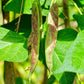 25 DWARF HORTICULTURE BEAN Taylor Long French Phaseolus Vulgaris Vegetable Seeds