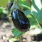 1000 BLACK BEAUTY EGGPLANT Solanum Melongena Esculentum Vegetable Seeds