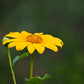 25 YELLOW Torch MEXICAN SUNFLOWER Tithonia Speciosa Flower Seeds