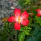 40 AMBRETTE / MUSK MALLOW Hibiscus Abelmoschus Moschatus Flower Seeds