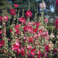 50 Mixed Colors HOLLYHOCK COUNTRY ROMANCE Mix Alcea Rosea Flower Seeds