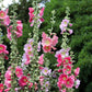 50 Mixed Colors HOLLYHOCK KING HENRY VIII Mix Alcea Rosea Flower Seeds