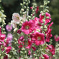 25 BRIGHT PINK HOLLYHOCK Alcea Rosea Flower Seeds Perennial