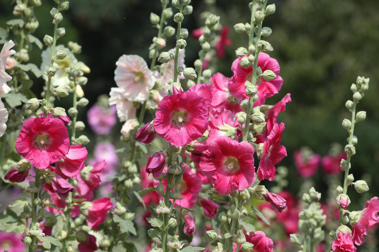 25 BRIGHT PINK HOLLYHOCK Alcea Rosea Flower Seeds Perennial