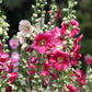 50 Mixed Colors HOLLYHOCK KING HENRY VIII Mix Alcea Rosea Flower Seeds