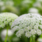 200 BISHOPS FLOWER Ammi Majus False Queen Annes Lace Seeds
