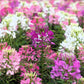 250 MIXED Colors QUEEN CLEOME (Spider Flower) Cleome Hassleriana Cleome Spinosa Flower Seeds